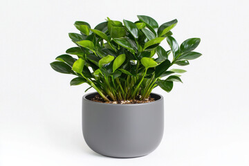 Obraz premium A lush green plant in a modern gray pot, perfect for home decor and indoor ambiance. isolated on white background.