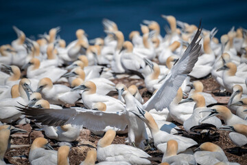 Fou de Bassan sur l'île Bonaventure