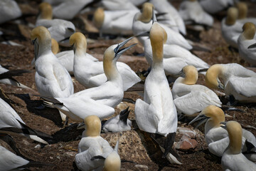 Fou de Bassan sur l'&icirc;le Bonaventure