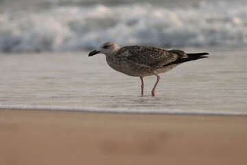 Seagull on a sandy beach with waves.