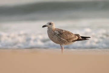 Seagull on a sandy beach with waves.