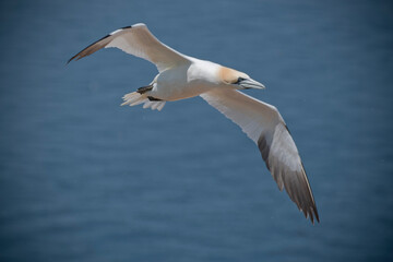 Obraz premium Fou de Bassan sur l'île Bonaventure