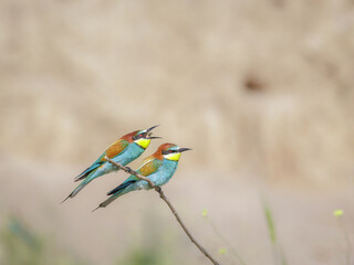 European bee-eaters (Merops apiaster) perched on a branch