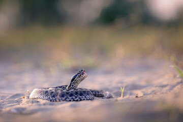 Close-up of a Moldavian steppe viper (Vipera ursinii moldavica)