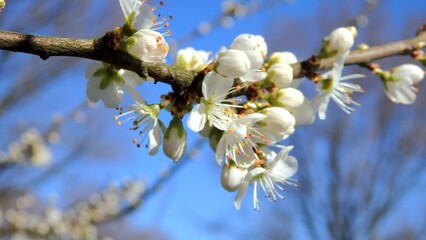 Twig of flowering blackthorn, Prunus spinosa, in spring. White flowers, natural floral background. Close-up of delicate spring flowers. Spring natural background, flowering tree.