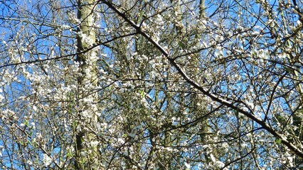 Twig of flowering blackthorn, Prunus spinosa, in spring. White flowers, natural floral background. Close-up of delicate spring flowers. Spring natural background, flowering tree.