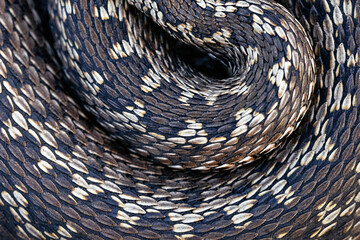 Dorsal pattern on a Moldavian steppe viper (Vipera ursinii moldavica)