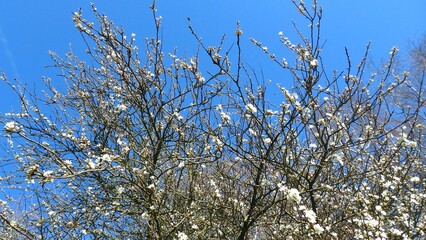 Twig of flowering blackthorn, Prunus spinosa, in spring. White flowers, natural floral background. Close-up of delicate spring flowers. Spring natural background, flowering tree.