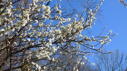 Twig of flowering blackthorn, Prunus spinosa, in spring. White flowers, natural floral background....