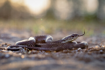 Close-up of a melanistic grass snake (Natrix natrix)