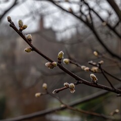 Early spring buds on thawing branches
