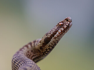 Close-up of a female European adder (Vipera berus)