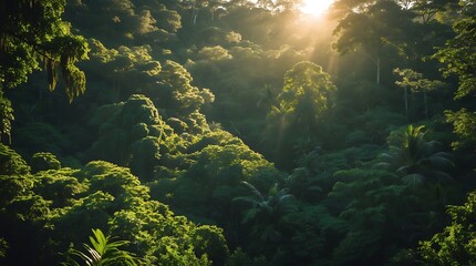 rich canopy of a rainforest under the effects of climate change
