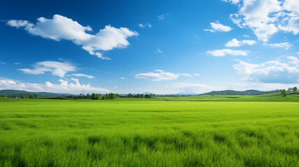 Obraz premium green field and blue sky. field and clouds