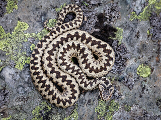 Dorsal pattern on a male European adder (Vipera berus)