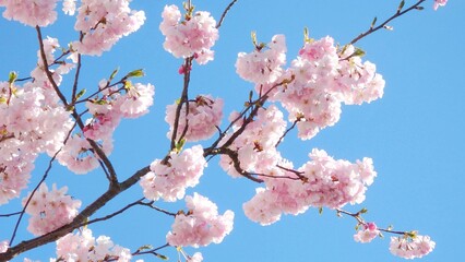 Cherry blossoms or sakura flower. Blooming pink cherry blossoms flowers on the branches in the spring. Lovely flowers close up. Blue sky background