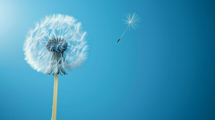 Fototapeta premium Beautiful puffy dandelion and flying seeds against blue sky on sunny day.