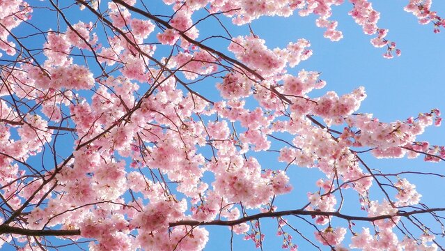 Cherry blossoms or sakura flower. Blooming pink cherry blossoms flowers on the branches in the spring. Lovely flowers close up. Blue sky background