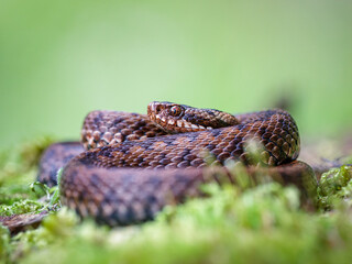 Close-up of a female European adder (Vipera berus)