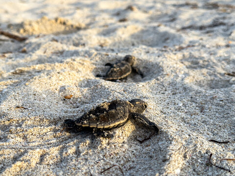 tortuga bebe yendo hacia el mar en la arena 