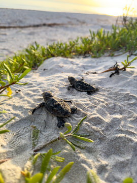 Cr&iacute;as de tortuga Carey yendo al mar (Eretmochelys imbricata) 