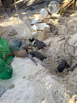 Cr&iacute;as de tortugas carey eclosionando de un nido lleno de pl&aacute;stico y residuos (Eretmochelys imbricata) en Yucat&aacute;n, M&eacute;xico. 