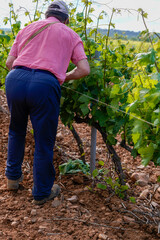 Farmer working in the vineyards wearing shirt, trousers, visor and gloves.
