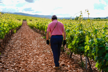 Adult farmer on a day's work watching the vines