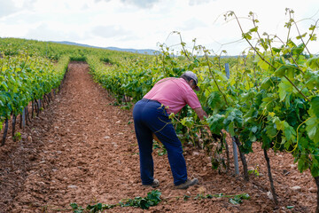 Farmer working in the vineyards wearing shirt, trousers, visor and gloves.