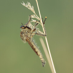 Close-up of a robber fly in morning light