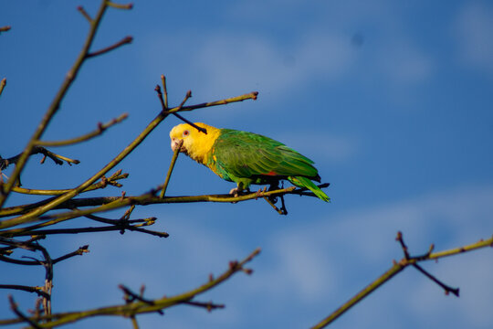 Loro de cabeza amarilla de las islas mar&iacute;as (Amazona oratrix) 