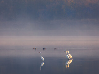Egrets and ducks on a lake on a foggy autumn morning