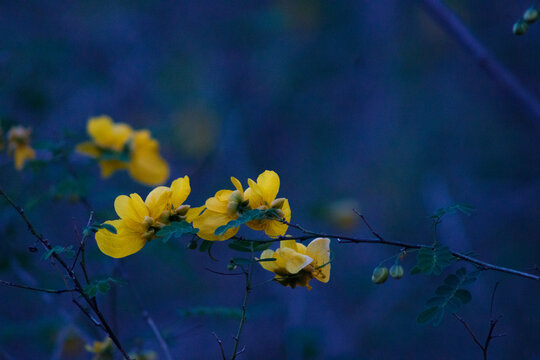 Retama (Senna spp.) Flor amarilla con fondo azul. 
