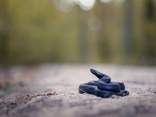 Close-up of a Nikolsky's viper (Vipera berus nikolskii)