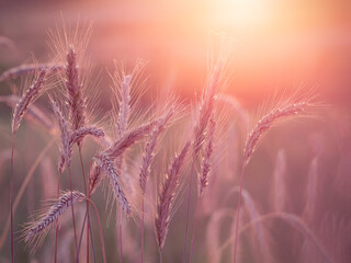 Sunset over a field of wheat
