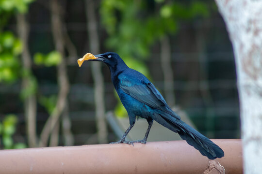 Zanate mexicano macho (Quiscalus mexicanus) robando comida. 