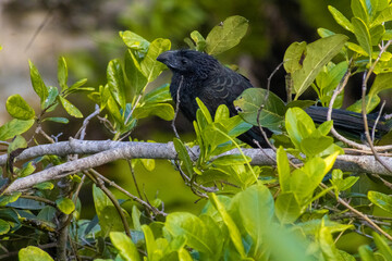 Garrapatero asurcado (Crotophaga sulcirostris) en vida libre. 