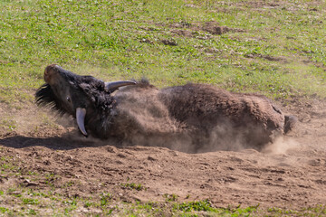 Closeup, American Bison (Bison bison) in dusty wallow, on the Grand Canyon's North Rim. Surrounded by grassy meadow. 

