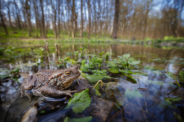 Common toad (Bufo bufo) in its natural habitat