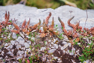 Wild Succulent Plants Growing Among Rocky Landscape Elements Outdoors..