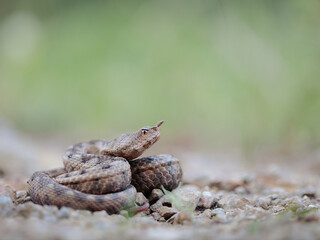 Portrait of a female nose-horned viper (Vipera ammodytes)