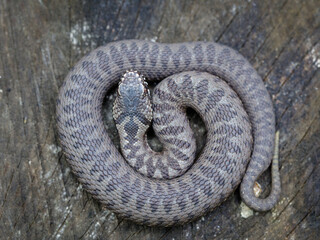 Dorsal pattern on a juvenile Nikolsky's viper (Vipera berus nikolskii)