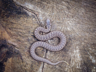Dorsal pattern on a juvenile Nikolsky's viper (Vipera berus nikolskii)