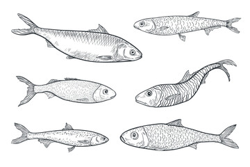 Sardine black white ink vector sketch. Monochrome fish set illustration as sprat, herring, and anchovy by engraving hand drawn. Variety Sea fishes ink drawing for logos, packaging, and marine design.