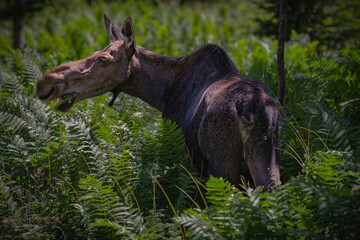 Orignal en Gasp&eacute;sie