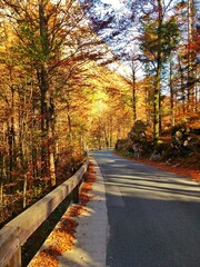 Road path full of orange and golden autumn foliage trees in Triglav National Park, Julian Alps, Slovenia, Europe