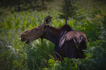 Orignal en Gaspésie