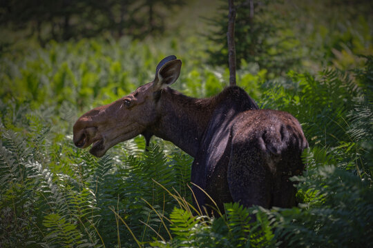 Orignal en Gasp&eacute;sie