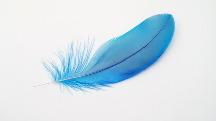 A vibrant blue feather resting elegantly on a white surface. isolated on white background.