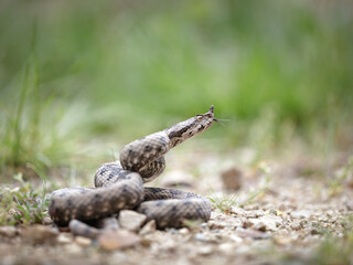 Close-up of a male nose-horned viper (Vipera ammodytes)